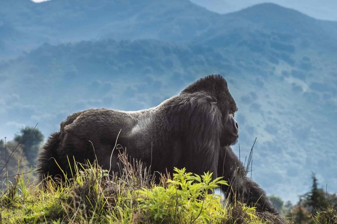 Mountain Gorillas in the Volcanoes