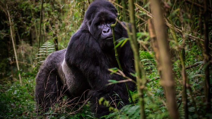 Mgahinga Gorilla of Western Uganda