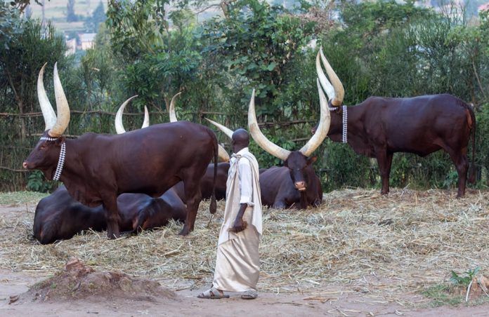 Ankole Cultural Heritage