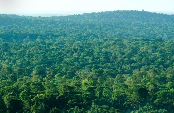 Mabira Tropical Rain Forest